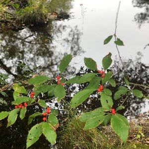 Meet your Posher, Sue